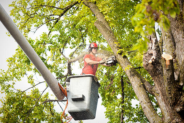 How Our Tree Care Process Works  in  Sussex, WI